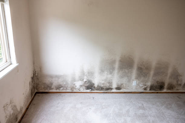 Best Mold Damage Restoration  in East Rutherford, NJ